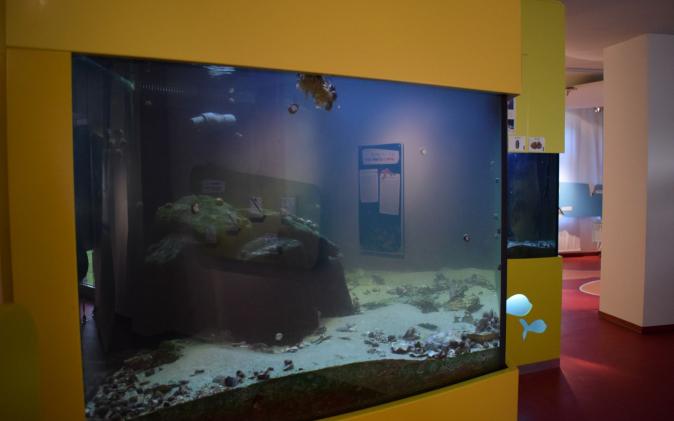 erstes Aquarium 