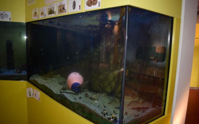 drittes Aquarium 